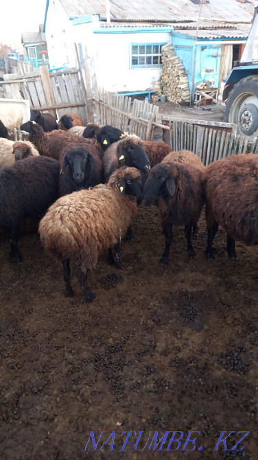 Semyz koilar satylady Astana - photo 2