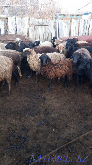 Semyz koilar satylady Astana - photo 3