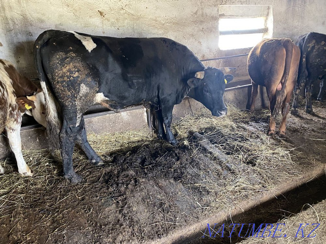 Prodom of bulls 11 heads from fattening Kostanay - photo 1