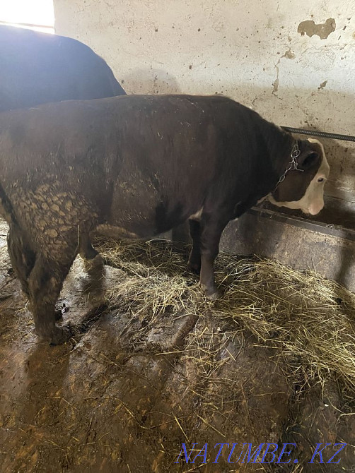 Prodom of bulls 11 heads from fattening Kostanay - photo 3