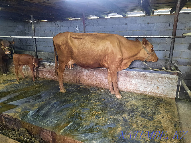 Sell cow and calf  - photo 3