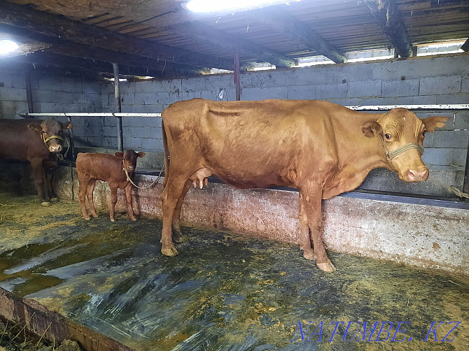 Продам корову с теленком  - изображение 1