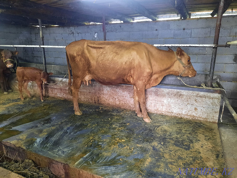 Sell cow and calf  - photo 3