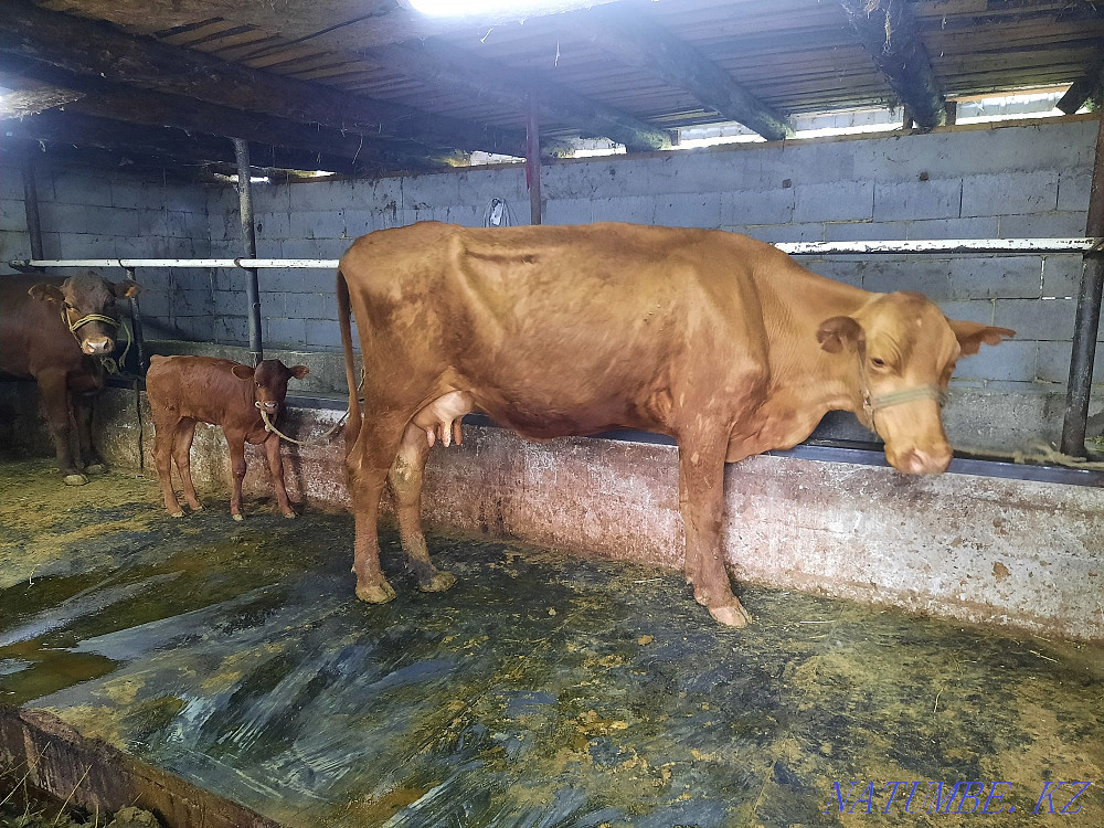 Sell cow and calf  - photo 2