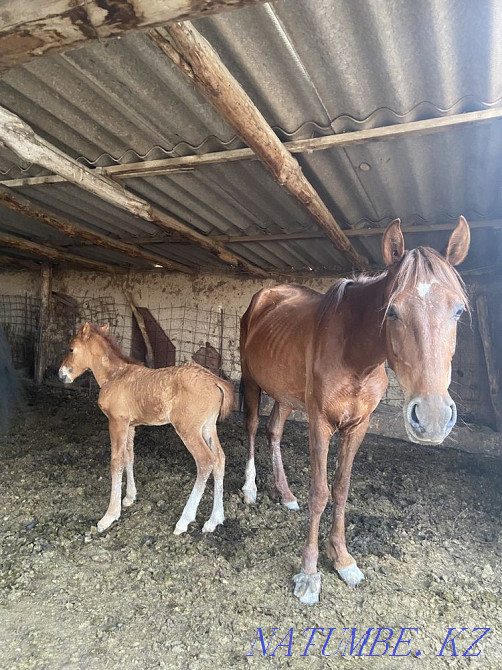 ?? lyndy bee, bieler  - photo 5