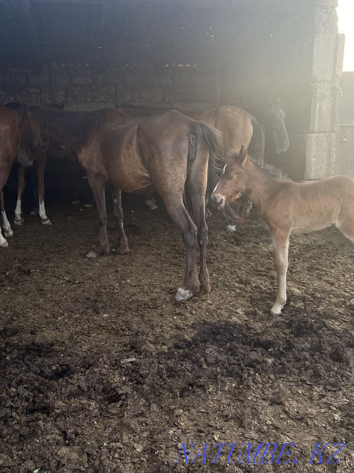 ?? lyndy bee, bieler  - photo 2