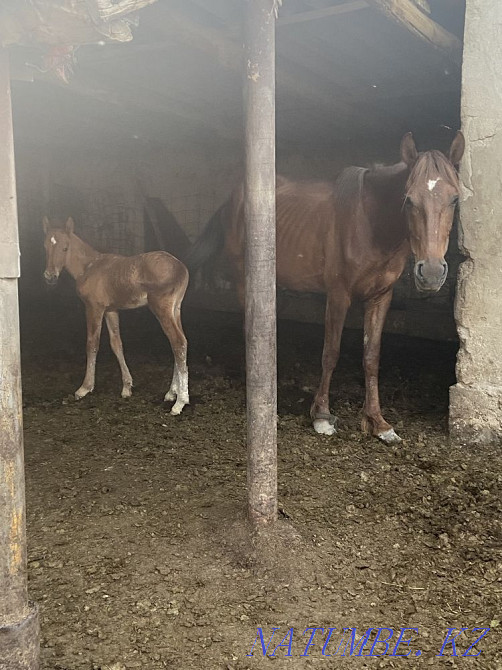 ?? lyndy bee, bieler  - photo 4