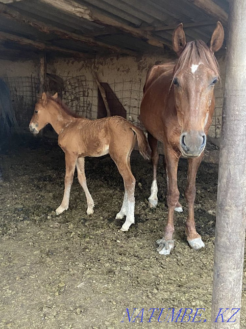 ?? lyndy bee, bieler  - photo 1