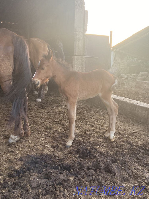 ?? lyndy bee, bieler  - photo 3