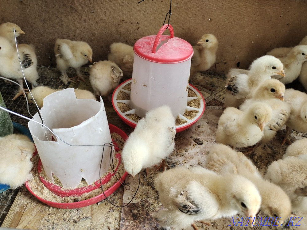 I will sell chickens fawn brahma and kokhinhin. Байсерке - photo 2