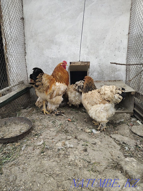 I will sell chickens fawn brahma and kokhinhin. Байсерке - photo 5