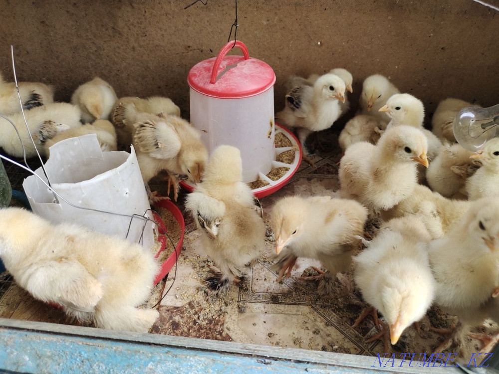 I will sell chickens fawn brahma and kokhinhin. Байсерке - photo 3