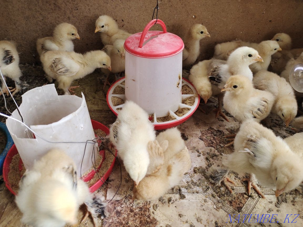 I will sell chickens fawn brahma and kokhinhin. Байсерке - photo 1