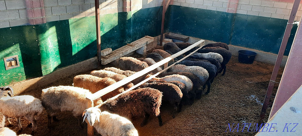 May semiz koy tokty tusak koshkar satylady Kyzylorda - photo 4