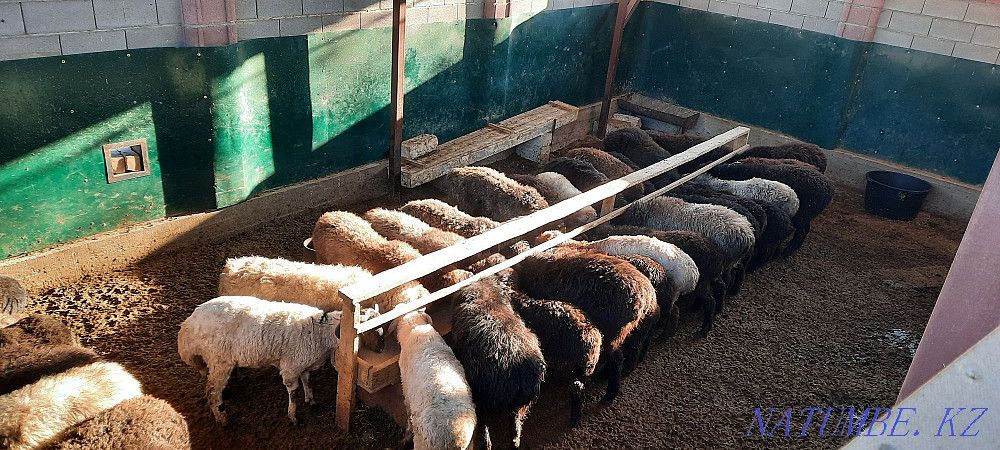 May semiz koy tokty tusak koshkar satylady Kyzylorda - photo 1