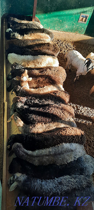 May semiz koy tokty tusak koshkar satylady Kyzylorda - photo 5