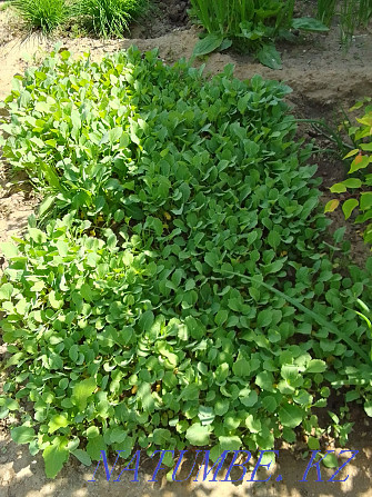 Selling tomato and cabbage seedlings Aqtobe - photo 1