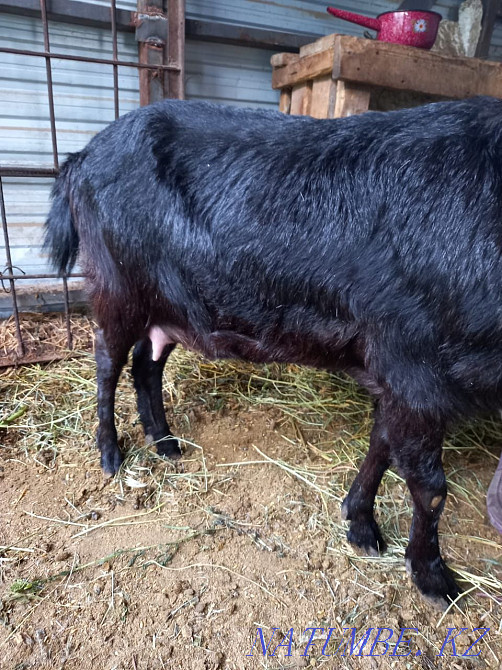 farm animals Taldykorgan - photo 4