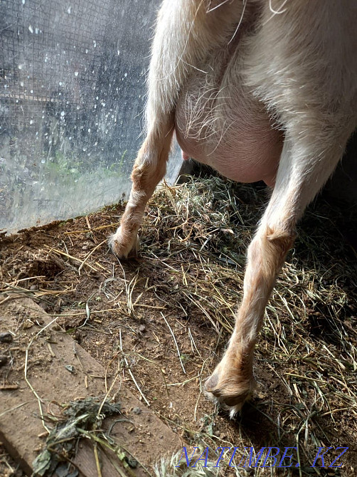 farm animals Taldykorgan - photo 2