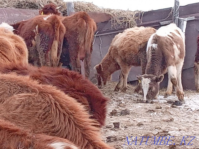 Cattle wholesale 23pcs =600$ Pavlodar - photo 3