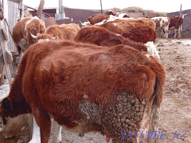 Cattle wholesale 23pcs =600$ Pavlodar - photo 1