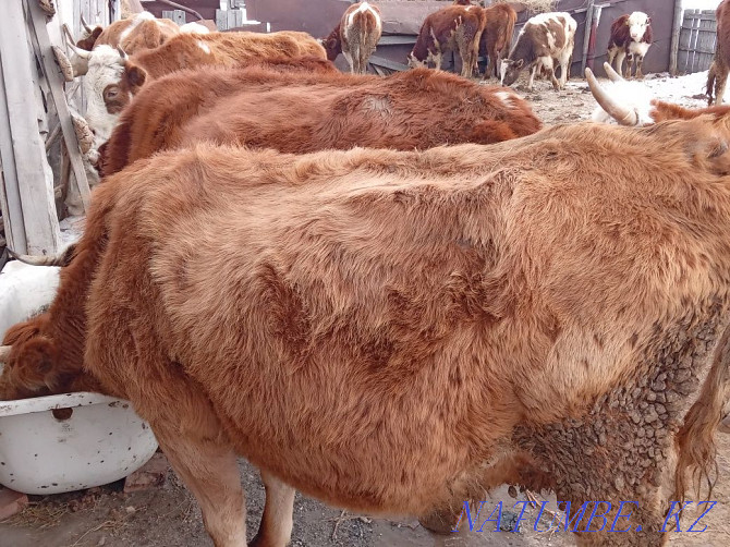 Cattle wholesale 23pcs =600$ Pavlodar - photo 2