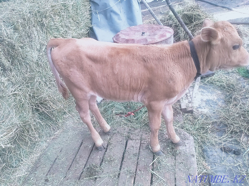 Бұзауларды сату  - изображение 3