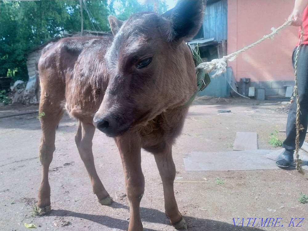 Бұзауларды сату  - изображение 8