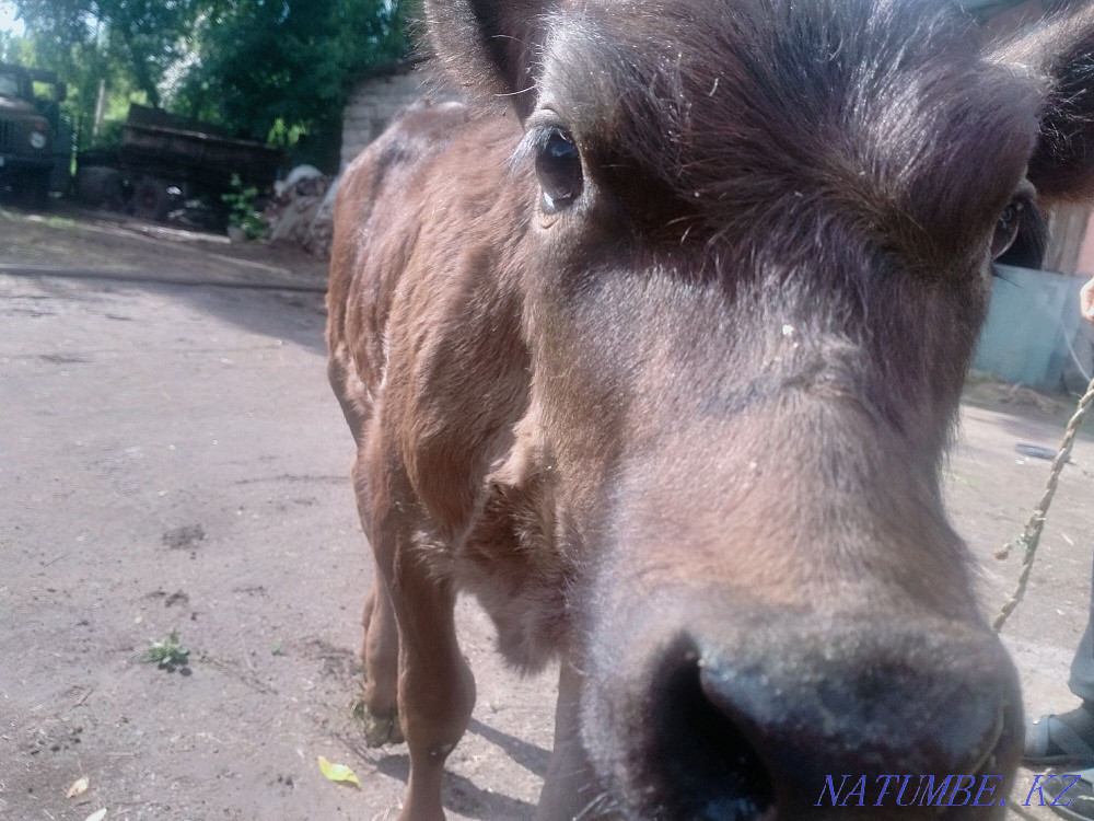 Бұзауларды сату  - изображение 7