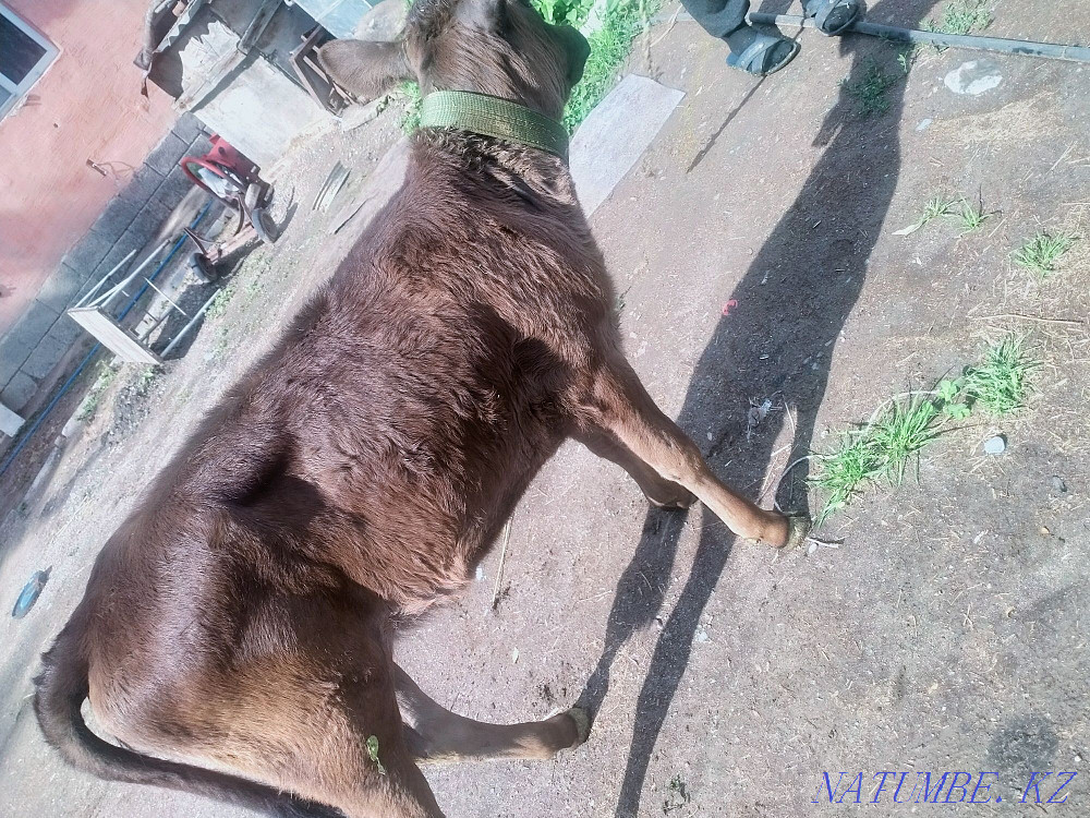 Бұзауларды сату  - изображение 5