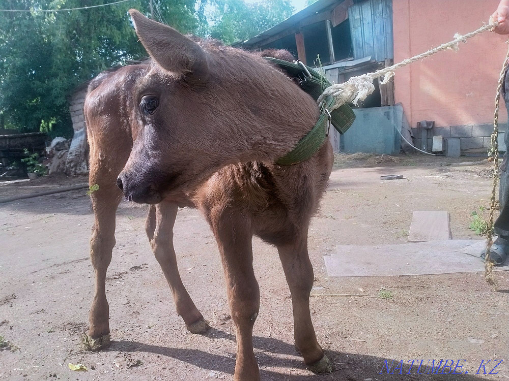 Бұзауларды сату  - изображение 6