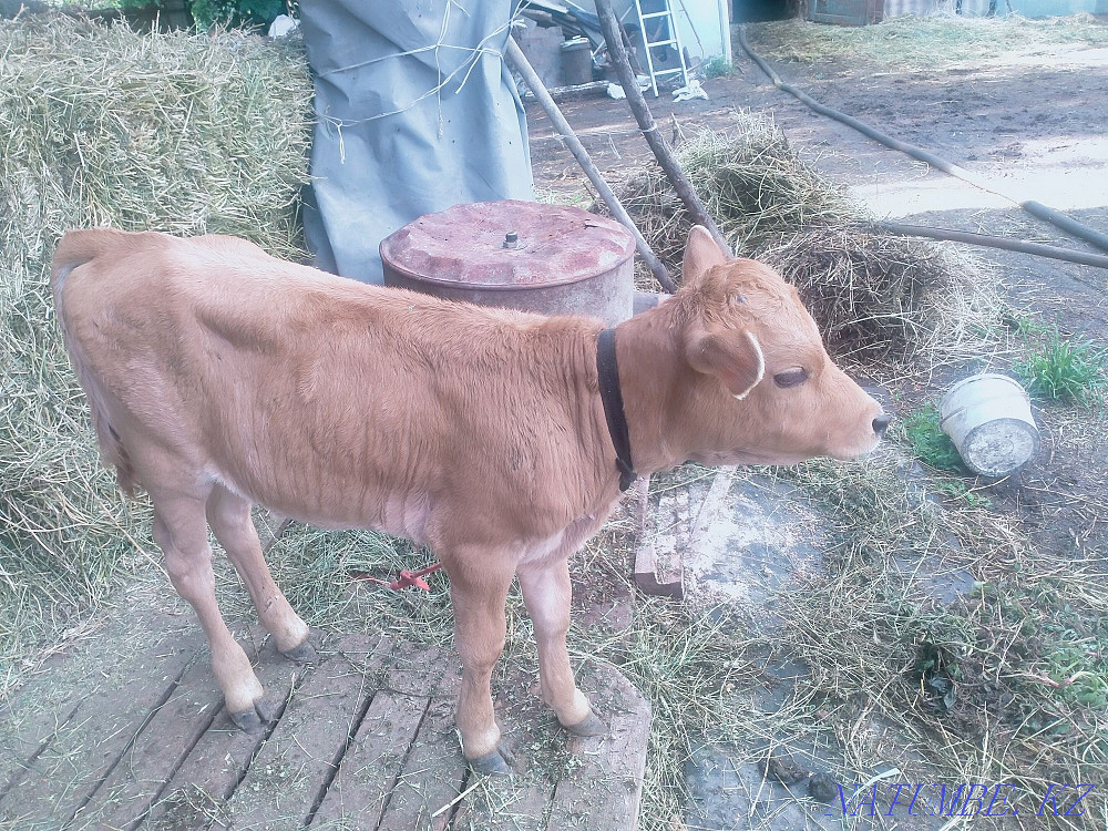 Бұзауларды сату  - изображение 2