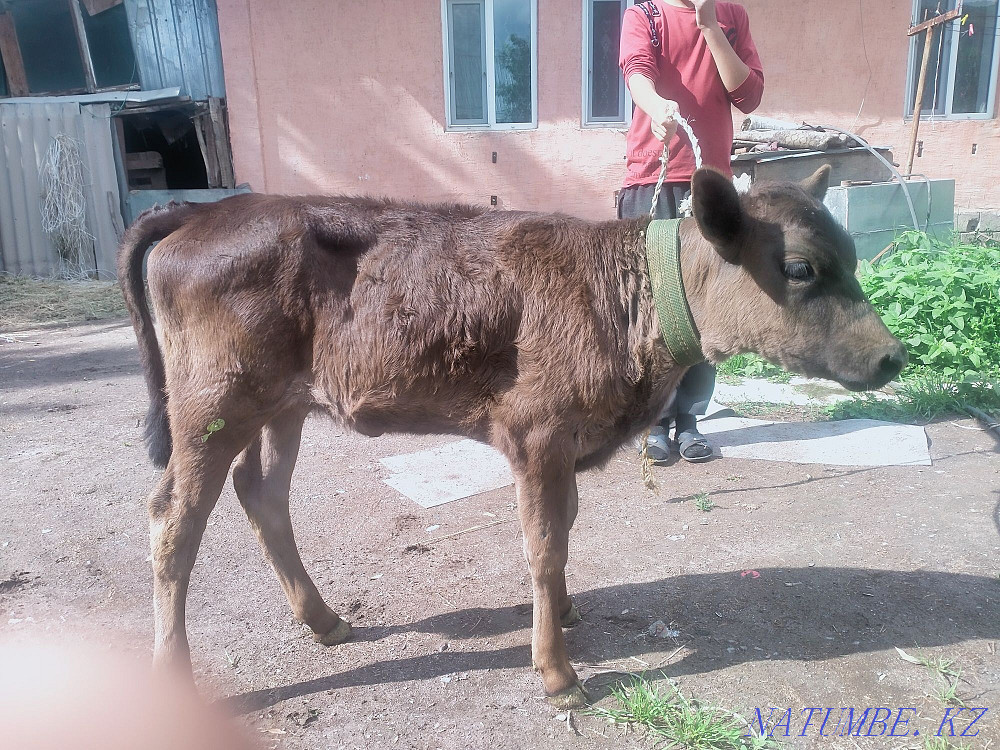 Бұзауларды сату  - изображение 4