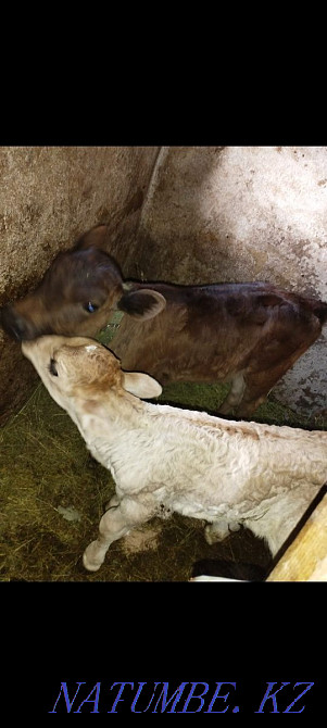 Бұзауларды сату  - изображение 1