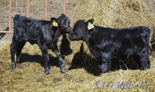 Calves calves heifers cattle akbas buzau buzaular holstein calves Shrrnoia Kokshetau - photo 1