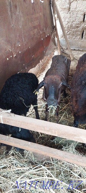 4 бас ?ои сатылады 1 ?озысымен ?озысымен 65000 ?ал?ан 3еуі 55000 Сарыагаш - изображение 1