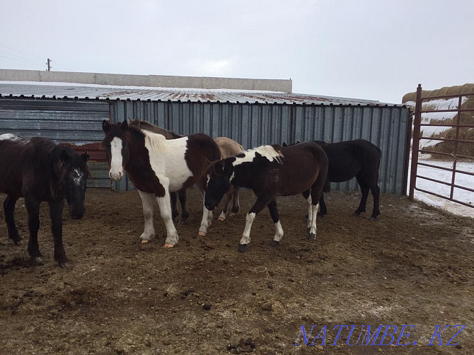 Donezhin Baitaldar with foals Karagandy - photo 2