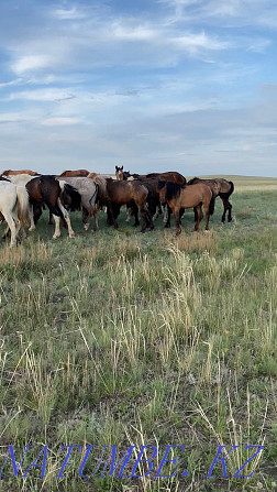 Donezhin Baitaldar with foals Karagandy - photo 4