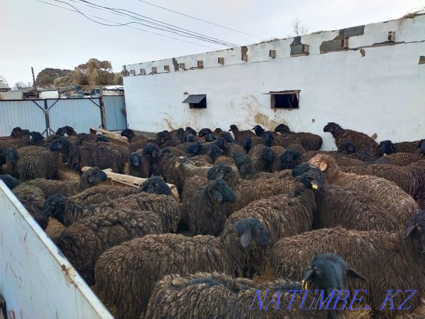 Koilar rams for sale Боралдай - photo 1