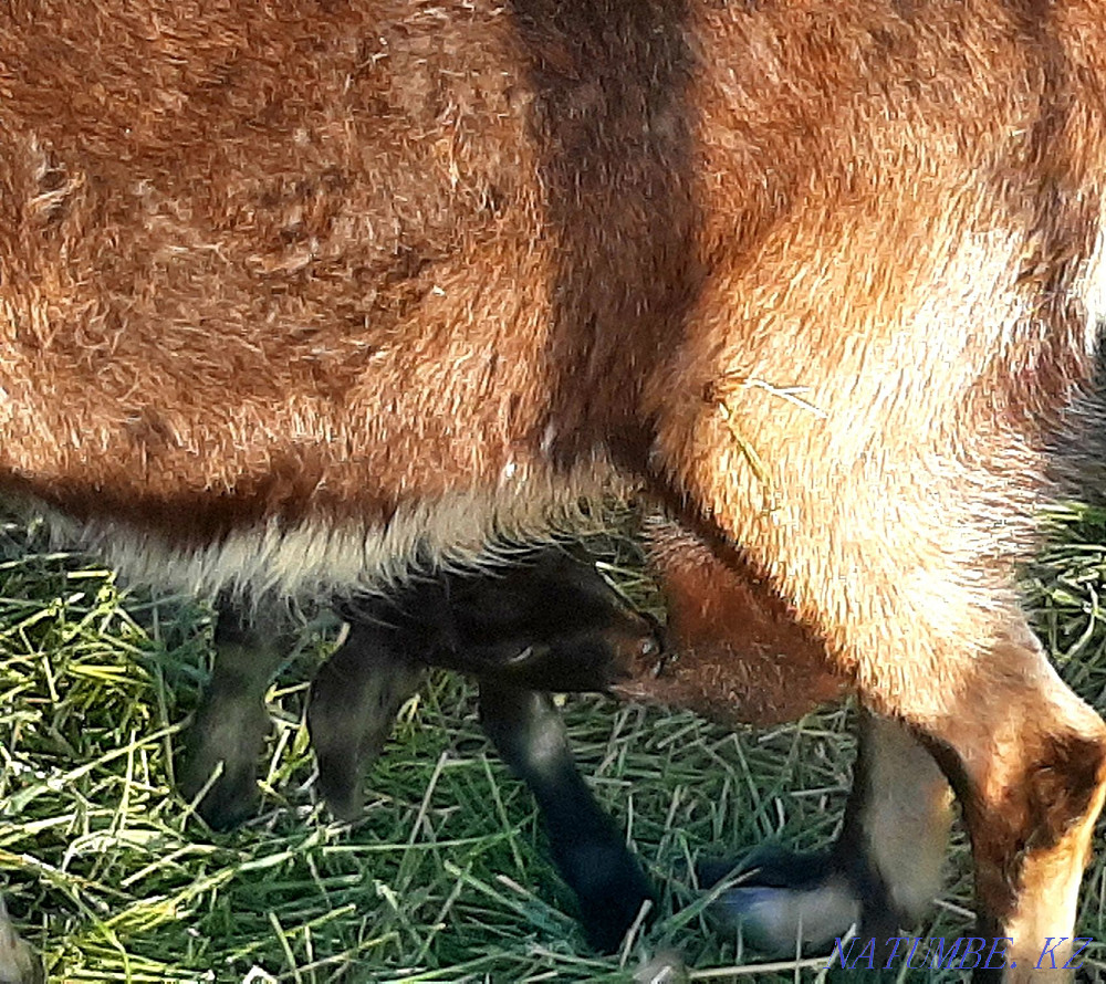 Alpa-Nubian ?r?ashy la? satylads. Муратбаев - photo 1