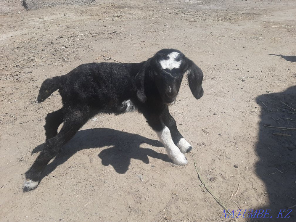 Alpa-Nubian ?r?ashy la? satylads. Муратбаев - photo 2