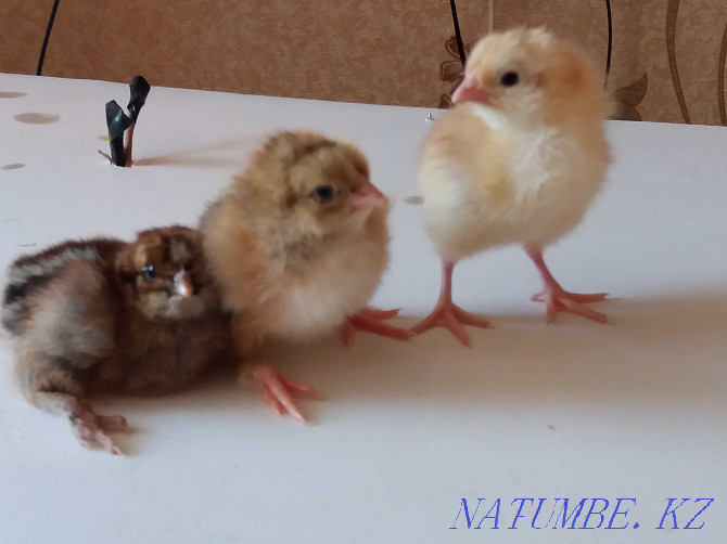 Growing domestic chickens Kostanay - photo 4