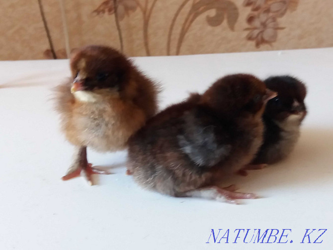 Growing domestic chickens Kostanay - photo 5