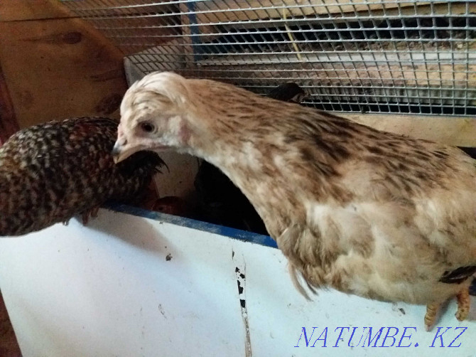 Growing domestic chickens Kostanay - photo 3