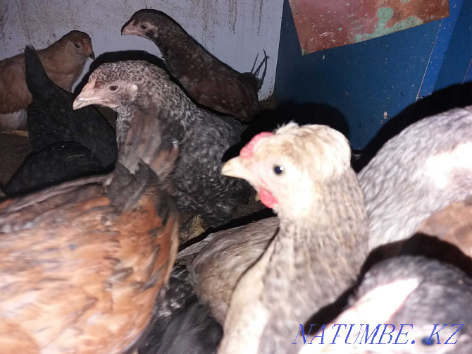 Growing domestic chickens Kostanay - photo 2