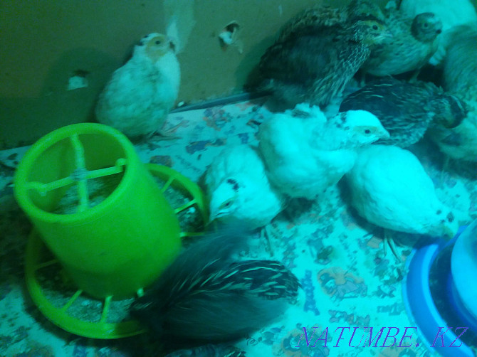 Growing domestic chickens Kostanay - photo 7