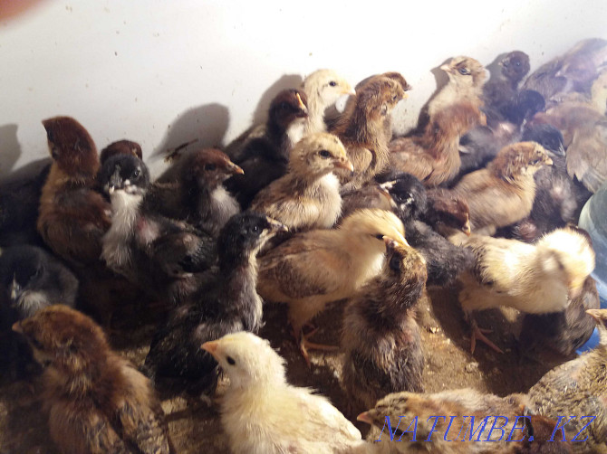 Growing domestic chickens Kostanay - photo 6