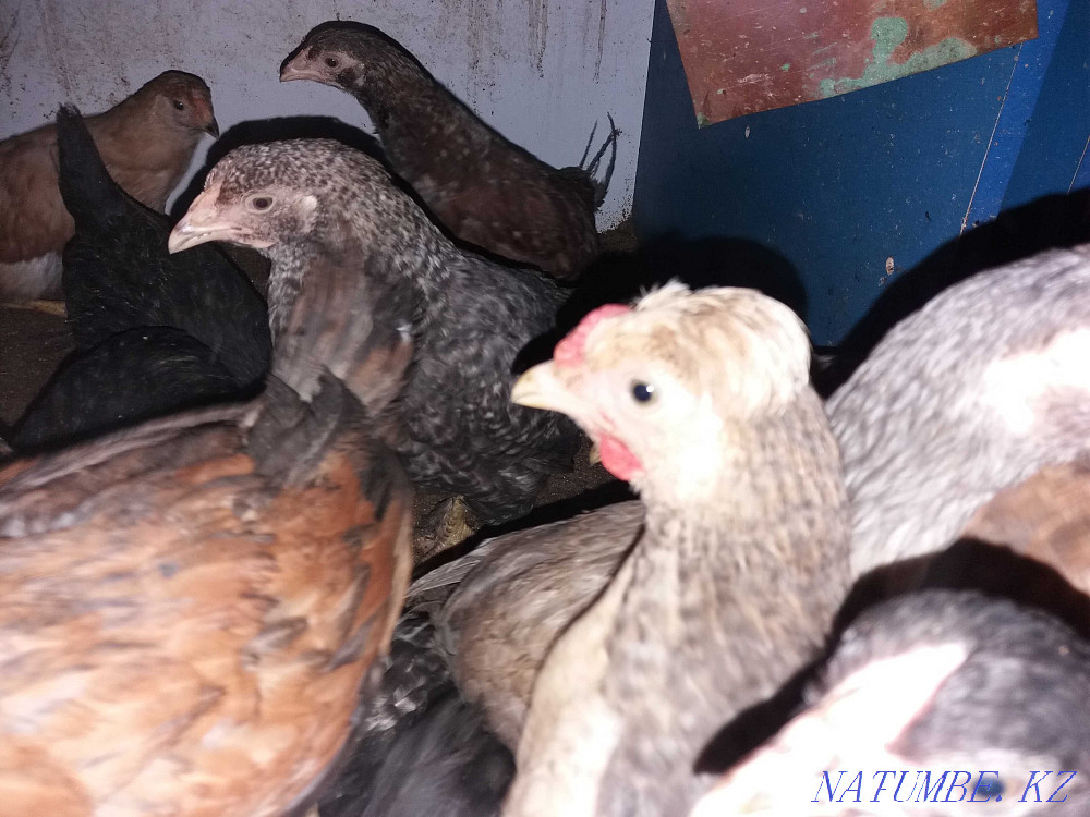 Growing domestic chickens Kostanay - photo 2