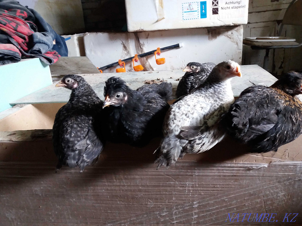 Growing domestic chickens Kostanay - photo 1