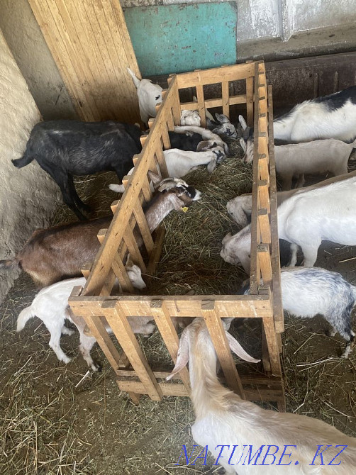 Anglo-Nubian kazla for sale Taldykorgan - photo 4